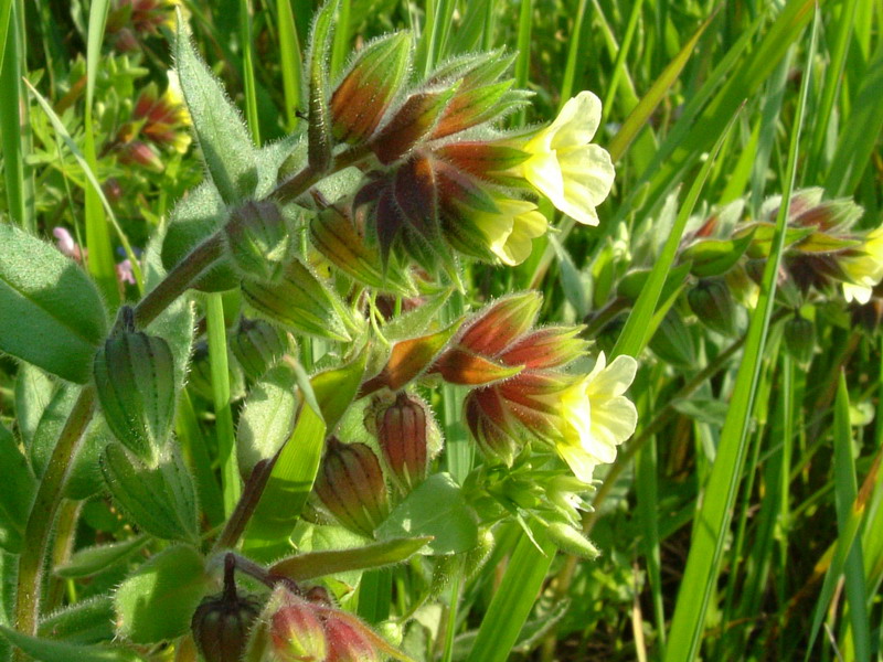Nonea lutea / Nonnea gialla